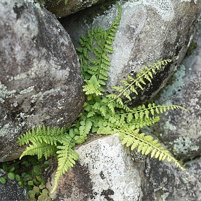 Asplenium incisum unspecified picture