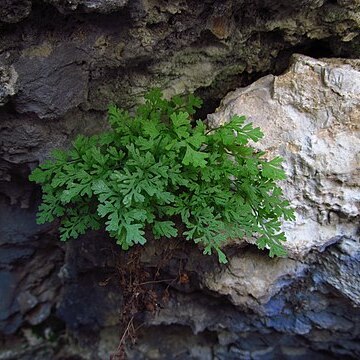 Asplenium lepidum unspecified picture