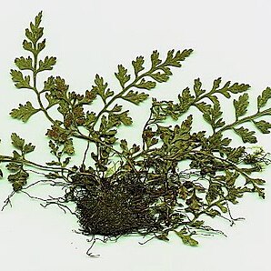 Asplenium montanum unspecified picture