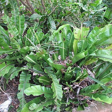 Asplenium setoi unspecified picture