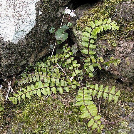 Asplenium azoricum unspecified picture