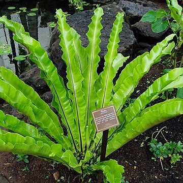 Asplenium antiquum unspecified picture