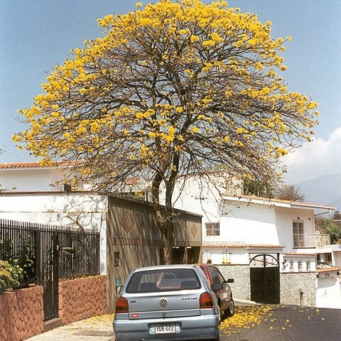 Handroanthus chrysanthus unspecified picture