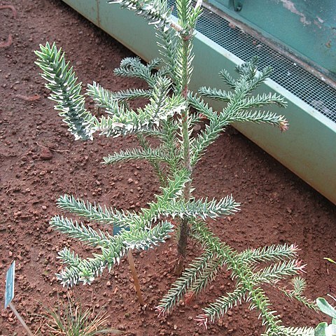 Araucaria montana unspecified picture