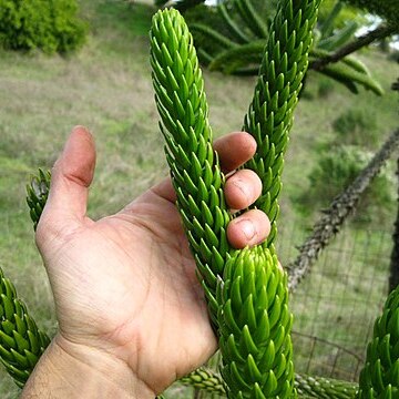 Araucaria rulei unspecified picture