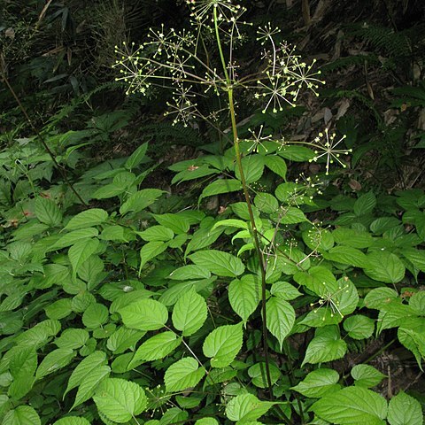 Aralia glabra unspecified picture