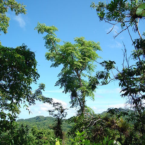 Aralia rex unspecified picture