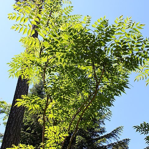 Aralia chinensis unspecified picture