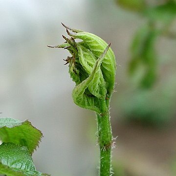 Aralia cordata unspecified picture