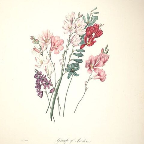 Freesia viridis unspecified picture