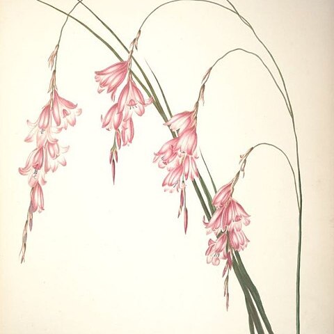 Dierama pendulum unspecified picture