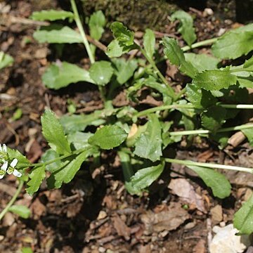 Arabis flagellosa unspecified picture