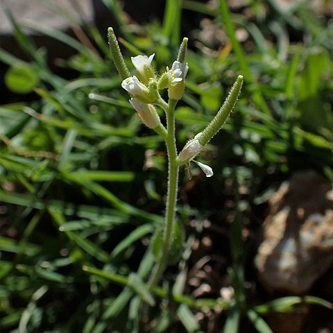 Arabis parvula unspecified picture