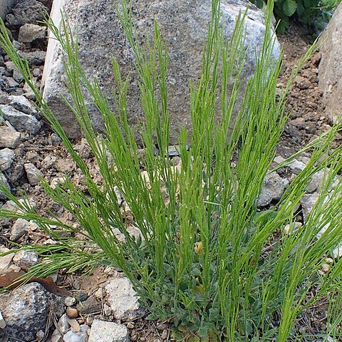 Arabis pumila unspecified picture