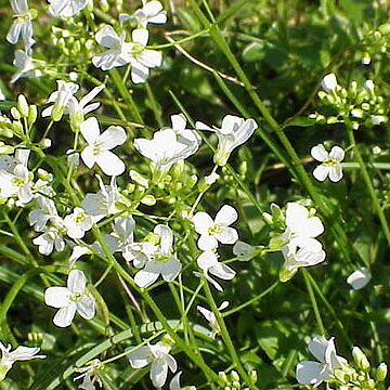 Arabis procurrens unspecified picture