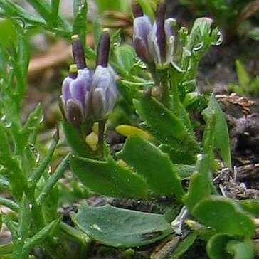 Arabis caerulea unspecified picture