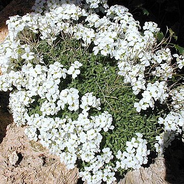 Arabis bryoides unspecified picture