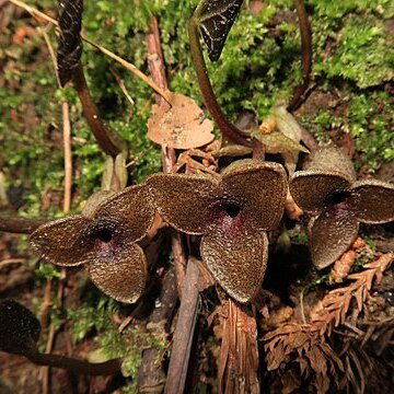 Asarum yoshikawae unspecified picture