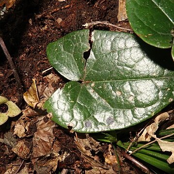 Asarum ikegamii unspecified picture