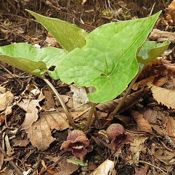 Asarum tohokuense unspecified picture