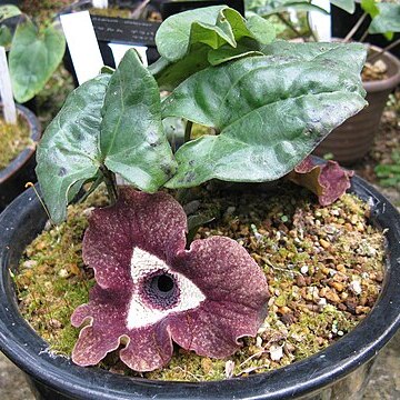 Asarum delavayi unspecified picture