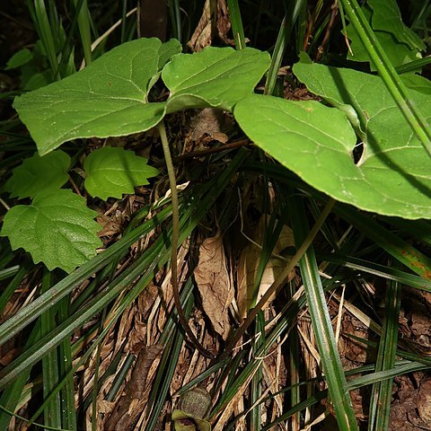 Asarum mikuniense unspecified picture