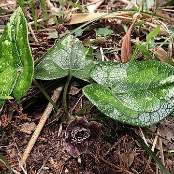 Asarum muramatsui unspecified picture