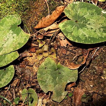 Asarum savatieri subsp. pseudosavatieri unspecified picture