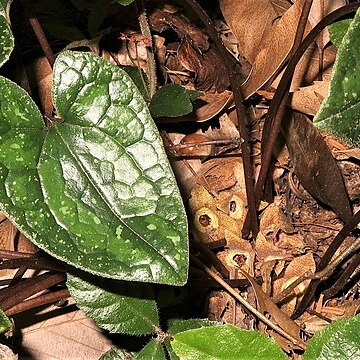 Asarum rigescens unspecified picture