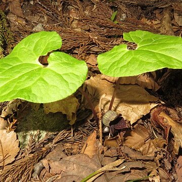 Asarum sieboldii unspecified picture