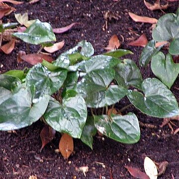 Asarum kumageanum unspecified picture