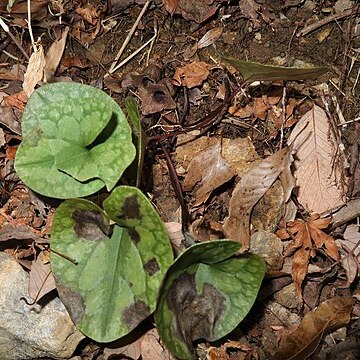 Asarum kurosawae unspecified picture