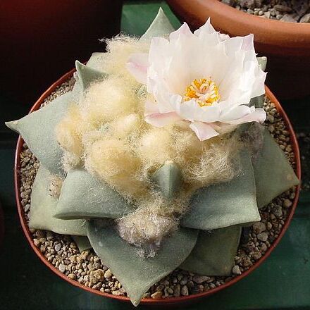 Ariocarpus retusus unspecified picture