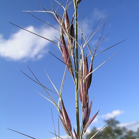 Aristida acuta unspecified picture