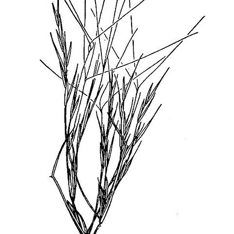 Aristida californica unspecified picture