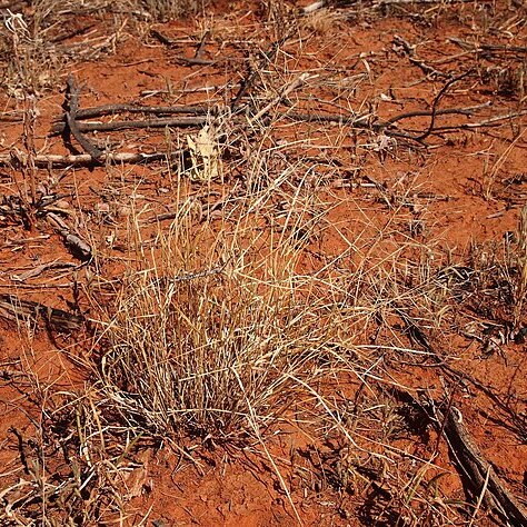 Aristida obscura unspecified picture