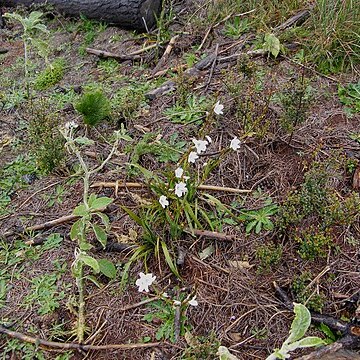 Aristea spiralis unspecified picture