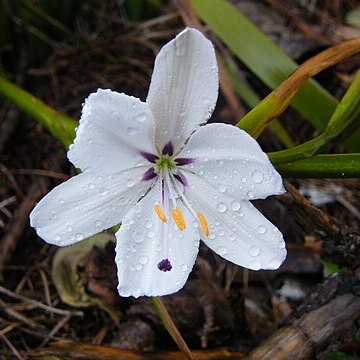 Aristea spiralis unspecified picture