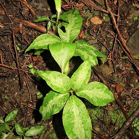 Arisaema aprile unspecified picture