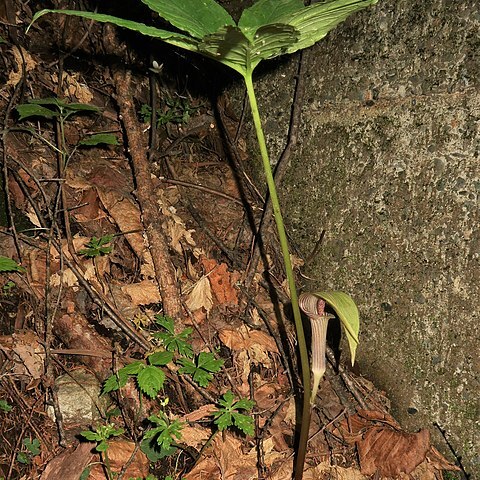 Arisaema inaense unspecified picture