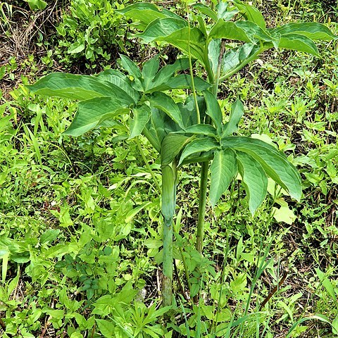 Arisaema heterophyllum unspecified picture