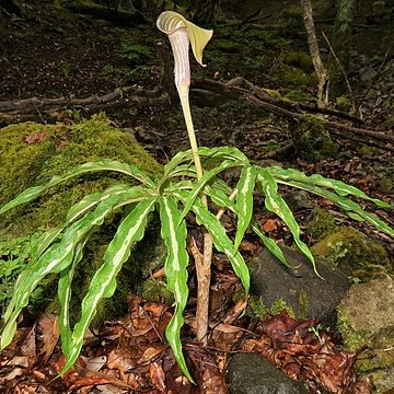 Arisaema undulatifolium unspecified picture