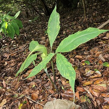 Arisaema tosaense unspecified picture