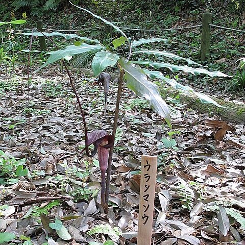 Arisaema thunbergii unspecified picture