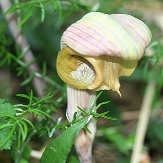 Arisaema ringens unspecified picture