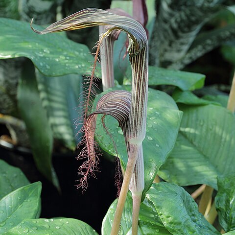 Arisaema fimbriatum unspecified picture