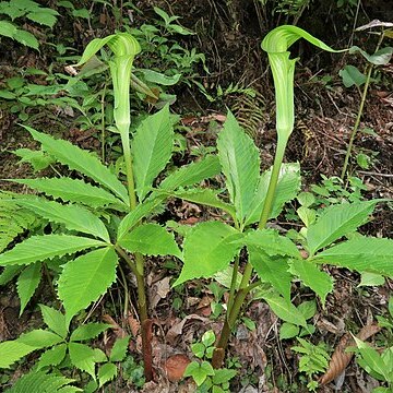 Arisaema nikoense unspecified picture