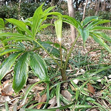 Arisaema negishii unspecified picture