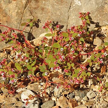 Euphorbia arizonica unspecified picture