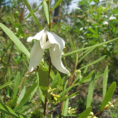 Asimina angustifolia unspecified picture